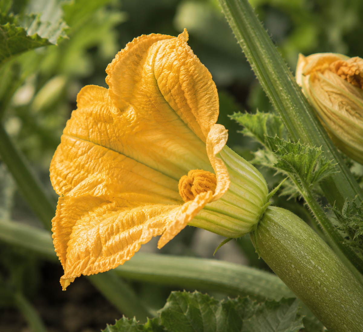 Eine detaillierte Nahaufnahme einer leuchtend gelben Zucchiniblüte, die inmitten üppig grüner Blätter und einer jungen Zucchini blüht – ein Bild, das die natürlichen Elemente einfängt, die als Inspiration für die präzise gefertigten Fissler-Kochgeschirre dienen, die auf Langlebigkeit, Innovation und zeitlose Leistungsfähigkeit in Ihrer Küche ausgelegt sind.