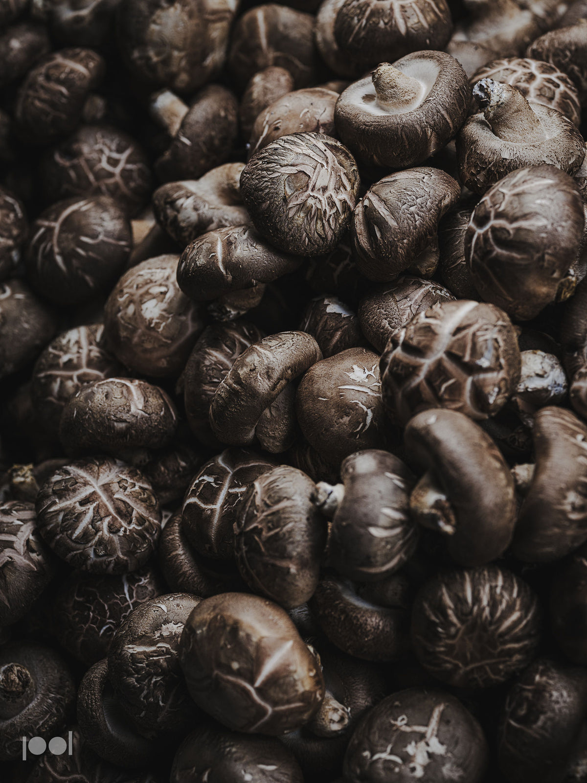Eine Nahaufnahme eines großzügigen Haufens frischer brauner Shiitake-Pilze mit strukturierten Hüten und sichtbaren Lamellen, die das gesamte Bild ausfüllen – eine perfekte Darstellung der Zutaten, bereit für die Zubereitung in präzisionsgefertigtem Fissler-Kochgeschirr, das für seine Qualität und sein zeitloses Design bekannt ist.